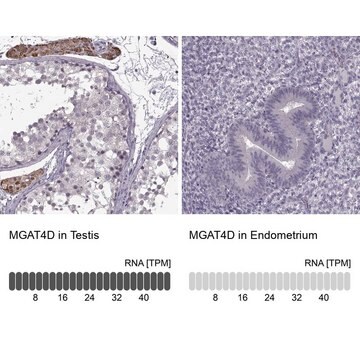 Anti-MGAT4D antibody produced in rabbit Prestige Antibodies&#174; Powered by Atlas Antibodies, affinity isolated antibody, buffered aqueous glycerol solution