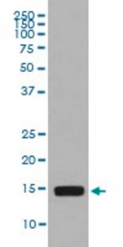 Monoclonal Anti-HTA2 (phospho S129) antibody produced in rabbit clone DEE-8