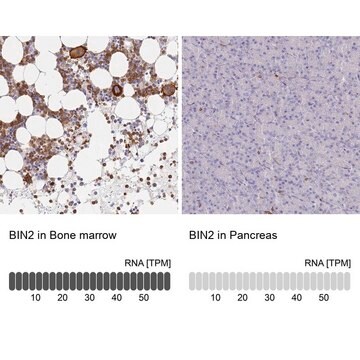 Anti-BIN2 antibody produced in rabbit Prestige Antibodies&#174; Powered by Atlas Antibodies, affinity isolated antibody, buffered aqueous glycerol solution