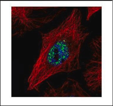 Anti-NCOA2 (C-terminal) antibody produced in rabbit affinity isolated antibody, buffered aqueous solution