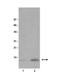 Anti-dimethyl-Histone H4 (Lys20) Antibody, clone 6G7/H4 clone 6G7/H4, Upstate&#174;, from mouse