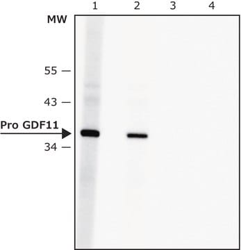 Anti-Pro GDF11 antibody produced in rabbit affinity isolated antibody, buffered aqueous solution