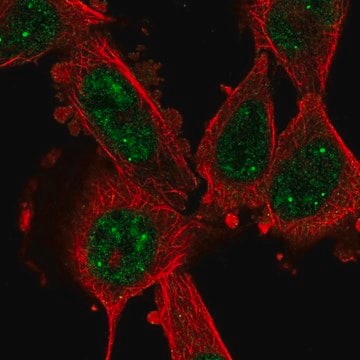 Anti-CCNL1 antibody produced in rabbit Prestige Antibodies&#174; Powered by Atlas Antibodies, affinity isolated antibody