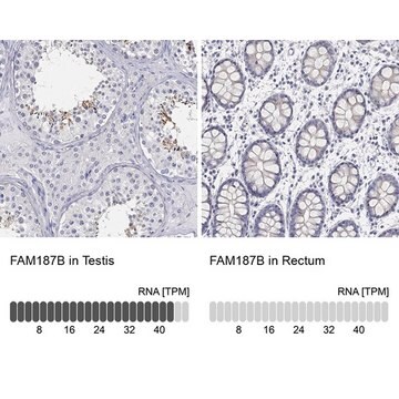 Anti-FAM187B antibody produced in rabbit Prestige Antibodies&#174; Powered by Atlas Antibodies, affinity isolated antibody, buffered aqueous glycerol solution