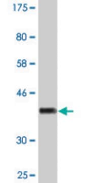 Monoclonal Anti-PTGIS, (C-terminal) antibody produced in mouse clone 3B11, purified immunoglobulin, buffered aqueous solution