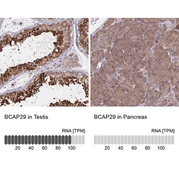 Anti-BCAP29 antibody produced in rabbit Prestige Antibodies&#174; Powered by Atlas Antibodies, affinity isolated antibody, buffered aqueous glycerol solution