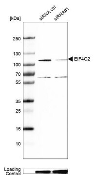 Anti-EIF4G2 antibody produced in rabbit Prestige Antibodies&#174; Powered by Atlas Antibodies, affinity isolated antibody, buffered aqueous glycerol solution, Ab1