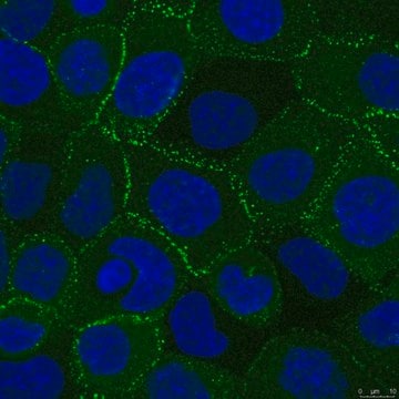 Anti-Desmoplakin Antibody, clone 20B6 clone 20B6, from mouse