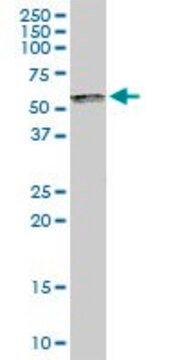 Anti-SP100 antibody produced in rabbit purified immunoglobulin, buffered aqueous solution