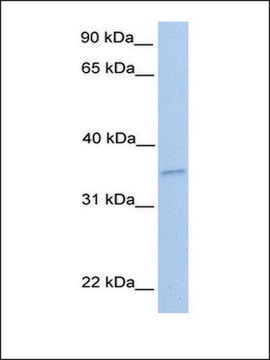 Anti-NKIRAS2 (AB1) antibody produced in rabbit affinity isolated antibody