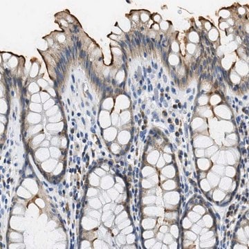 Anti-CA4 antibody produced in rabbit Prestige Antibodies&#174; Powered by Atlas Antibodies, affinity isolated antibody, buffered aqueous glycerol solution