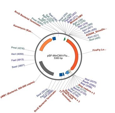 PSF-MINCMV-FLUC - MINIMAL CMV PROMOTER LUCIFERASE PLASMID plasmid vector for molecular cloning