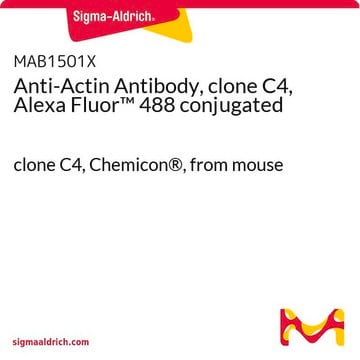 Anticuerpo anti-actina, clon C4, conjugado con Alexa Fluor&#8482; 488 clone C4, Chemicon&#174;, from mouse