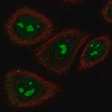 Anti-TAS2R5 antibody produced in rabbit Prestige Antibodies&#174; Powered by Atlas Antibodies, affinity isolated antibody, buffered aqueous glycerol solution