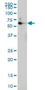 Monoclonal Anti-EOMES antibody produced in mouse clone 2D3, purified immunoglobulin, buffered aqueous solution