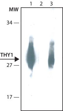 THY1抗体，小鼠单克隆 clone TH350, purified from hybridoma cell culture