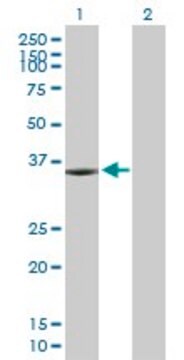 Anti-KIF6 antibody produced in mouse purified immunoglobulin, buffered aqueous solution