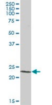 Anti-PCTP antibody produced in mouse purified immunoglobulin, buffered aqueous solution