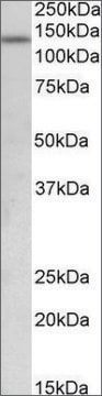 Anti-KDM2A antibody produced in goat affinity isolated antibody, buffered aqueous solution