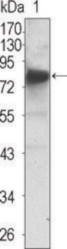 Monoclonal Anti-NTRK3 antibody produced in mouse clone 7H6, ascites fluid