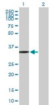 Anti-P2RY8 antibody produced in mouse purified immunoglobulin, buffered aqueous solution