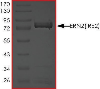 ERN2 (IRE2), Active PRECISIO&#174; Kinase, recombinant