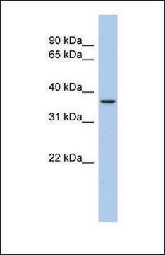 Anti-AQP10 antibody produced in rabbit affinity isolated antibody