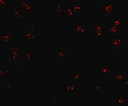 Anti-Integrin alpha 4 antibody produced in rabbit affinity isolated antibody