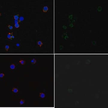 Anti-phospho-Syk (Tyr323) Antibody, Alexa Fluor&#8482; 488 Conjugate from rabbit, ALEXA FLUOR&#8482; 488