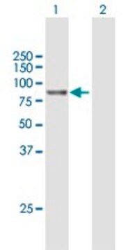 Anti-RP5-1022P6.2 antibody produced in mouse purified immunoglobulin, buffered aqueous solution