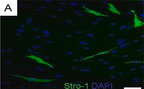 Anti-STRO-1 Antibody, clone STRO-1 ascites fluid, clone STRO-1, Chemicon&#174;