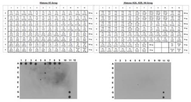 Anti-unmethylated-Histone H3 (Lys9) Antibody, clone 9B1-2G6, Trial Size clone 9B1-2G6, from mouse