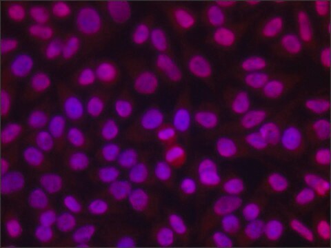 Anti-dimethyl, phospho-Histone H1.4 (diMe-Lys26. pSer27) antibody produced in rabbit ~1.5&#160;mg/mL, affinity isolated antibody, buffered aqueous solution