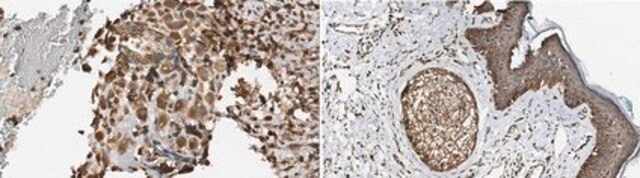 Anti-Bif-1 from rabbit, purified by affinity chromatography