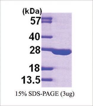 AK1 human recombinant, expressed in E. coli, &#8805;95% (SDS-PAGE)