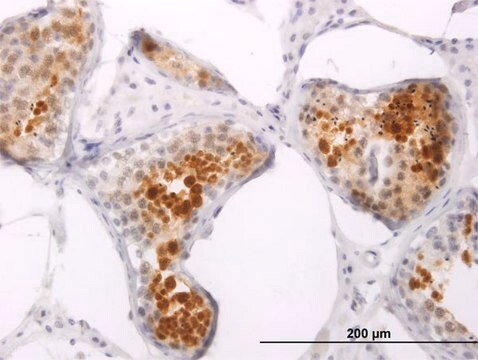 Monoclonal Anti-PPP1R2P3 antibody produced in mouse clone 2G11, purified immunoglobulin, buffered aqueous solution