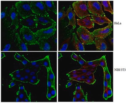 Anti-Protein Spindly Antibody, clone 9D10.2 clone 9D10.2, from mouse