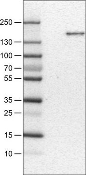 Monoclonal Anti-MST1R antibody produced in mouse Prestige Antibodies&#174; Powered by Atlas Antibodies, clone CL0463, purified immunoglobulin, buffered aqueous glycerol solution