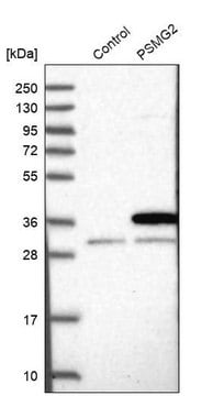 Anti-PSMG2 antibody produced in rabbit Prestige Antibodies&#174; Powered by Atlas Antibodies, affinity isolated antibody, buffered aqueous glycerol solution