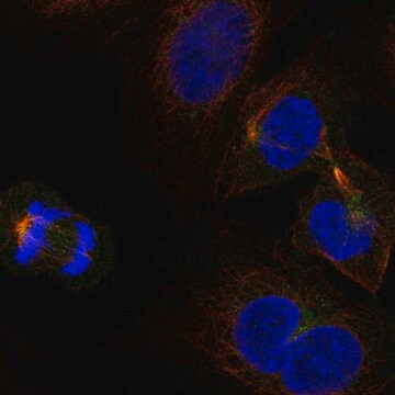 Anti-KLHL22 antibody produced in rabbit Prestige Antibodies&#174; Powered by Atlas Antibodies, affinity isolated antibody, buffered aqueous glycerol solution