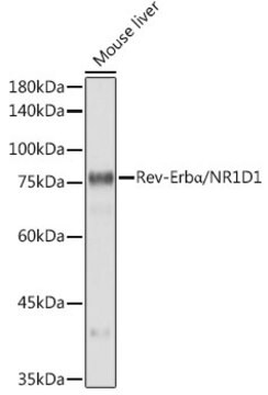 Anti-Rev-Erb&#945;/NR1D1 Antibody, clone 9I2H1, Rabbit Monoclonal