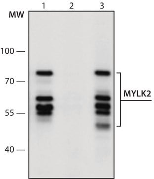 Anti-MYLK2 (181-195) antibody produced in rabbit IgG fraction of antiserum