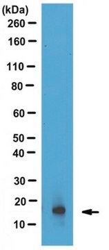 Anti-phospho Histone H2B (Tyr37), clone 15 Antibody clone 15, from mouse