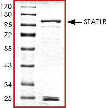 STAT1 &#946;, GST tagged human recombinant, expressed in baculovirus infected Sf9 cells, &#8805;70% (SDS-PAGE), buffered aqueous glycerol solution