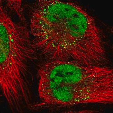 Anti-LIG1 antibody produced in rabbit Prestige Antibodies&#174; Powered by Atlas Antibodies, affinity isolated antibody