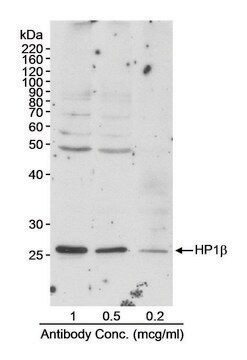 Goat anti-HP1-beta Antibody, Affinity Purified Powered by Bethyl Laboratories, Inc.