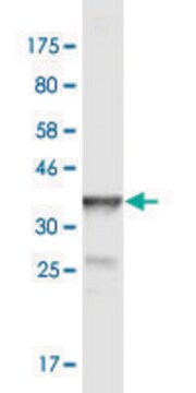 Monoclonal Anti-POGK antibody produced in mouse clone 2D3, purified immunoglobulin, buffered aqueous solution