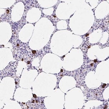 Anti-CCDC62 antibody produced in rabbit Prestige Antibodies&#174; Powered by Atlas Antibodies, affinity isolated antibody, buffered aqueous glycerol solution