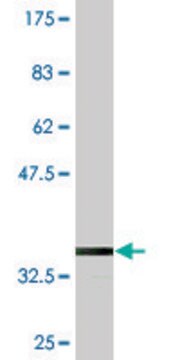 Monoclonal Anti-KLHL2, (N-terminal) antibody produced in mouse clone 3G3, purified immunoglobulin, buffered aqueous solution