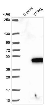 Anti-TTPAL antibody produced in rabbit Prestige Antibodies&#174; Powered by Atlas Antibodies, affinity isolated antibody, buffered aqueous glycerol solution